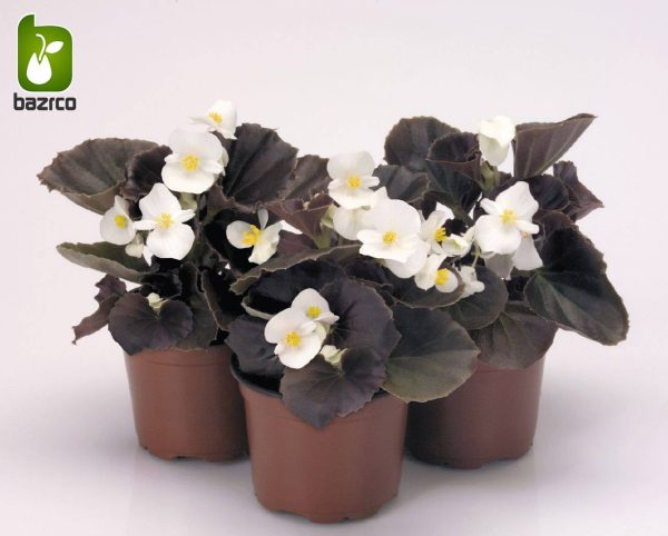 بذرگل بگونیا همیشه گلدار در رنگهای مختلف (BEGONIA SEMPERFLORENS)