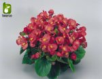 بذرگل بگونیا همیشه گلدار در رنگهای مختلف (BEGONIA SEMPERFLORENS)