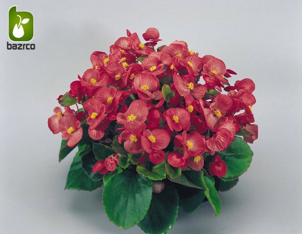 بذرگل بگونیا همیشه گلدار در رنگهای مختلف (BEGONIA SEMPERFLORENS)