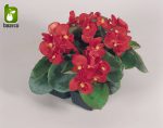 بذرگل بگونیا همیشه گلدار در رنگهای مختلف (BEGONIA SEMPERFLORENS)