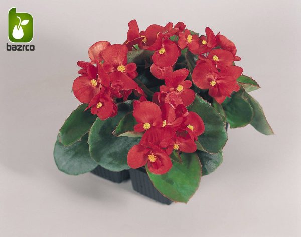 بذرگل بگونیا همیشه گلدار در رنگهای مختلف (BEGONIA SEMPERFLORENS)