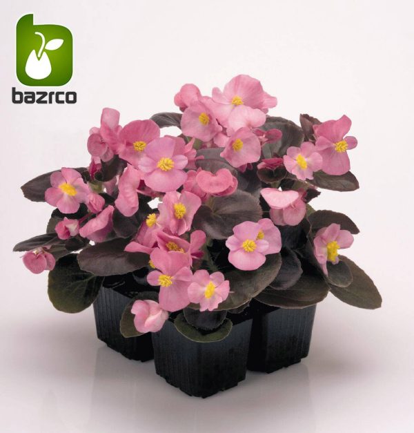 بذرگل بگونیا همیشه گلدار در رنگهای مختلف (BEGONIA SEMPERFLORENS)