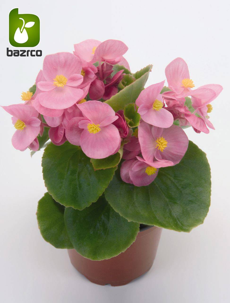 بذرگل بگونیا همیشه گلدار در رنگهای مختلف (BEGONIA SEMPERFLORENS)