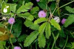 بذر گل عجیب و جالب قهر و آشتی یا گل حساس( Mimosa pudica)