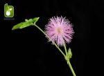 بذر گل عجیب و جالب قهر و آشتی یا گل حساس( Mimosa pudica)