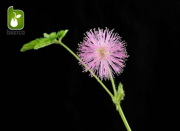 بذر گل عجیب و جالب قهر و آشتی یا گل حساس( Mimosa pudica)