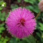 بذر گل عجیب و جالب قهر و آشتی یا گل حساس( Mimosa pudica)