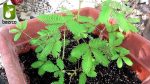 بذر گل عجیب و جالب قهر و آشتی یا گل حساس( Mimosa pudica)