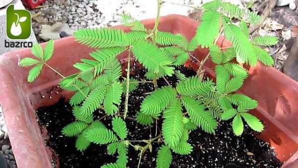 بذر گل عجیب و جالب قهر و آشتی یا گل حساس( Mimosa pudica)