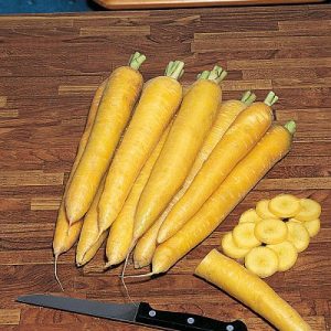بذر هویج زرد روشن