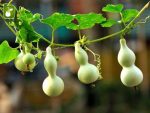 بذر کدوی قلیانی یا کدوی بطری شکل (CalabashLagenaria siceraria)