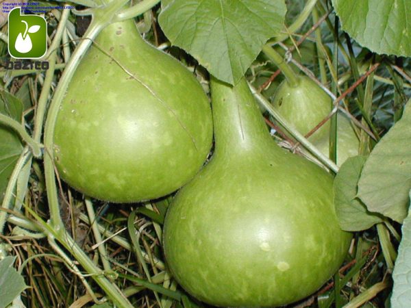 بذر کدوی قلیانی یا کدوی بطری شکل (CalabashLagenaria siceraria)