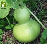 بذر کدوی قلیانی یا کدوی بطری شکل (CalabashLagenaria siceraria)