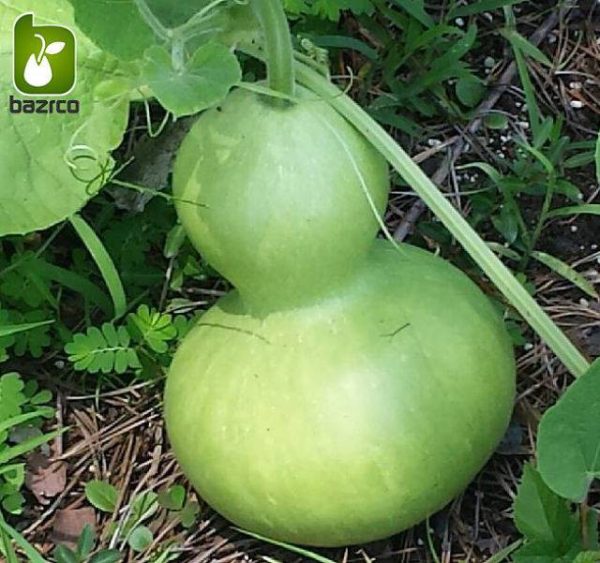 بذر کدوی قلیانی یا کدوی بطری شکل (CalabashLagenaria siceraria)