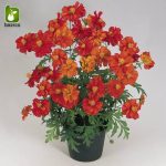 بذر گل ستاره ای یا شاه اشرفی (Cosmos sulphureus)