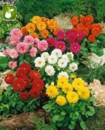 بذر انواع گونه و واریته های مختلف گل کوکب بذری (Dahlia pinnata)