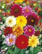 بذر انواع گونه و واریته های مختلف گل کوکب بذری (Dahlia pinnata)