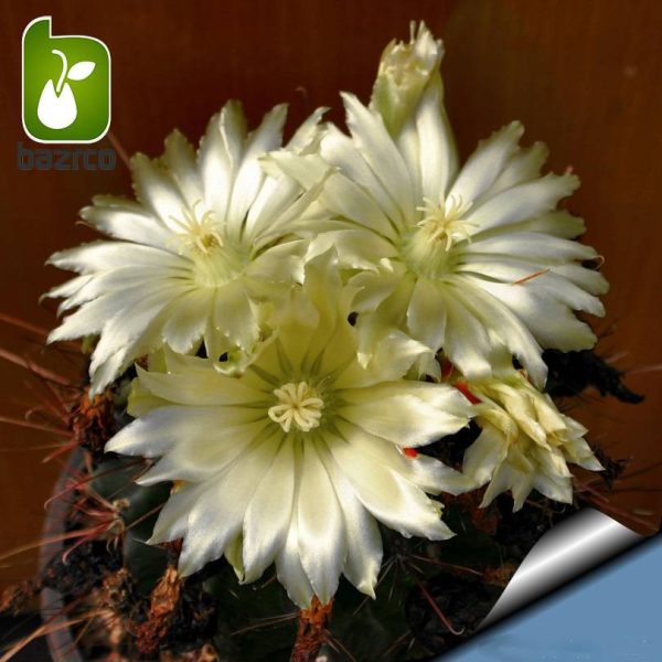 بذر کاکتوس هاماتاکانتیوس ( Hamatocactus hamatacanthus )