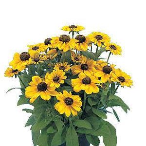 بذر کوکب كوهي رودبکیا یا سوسن چشم سیاه (RUDBECKIA FULGIDA)