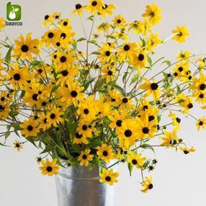 بذر کوکب كوهي رودبکیا یا سوسن چشم سیاه (RUDBECKIA FULGIDA)