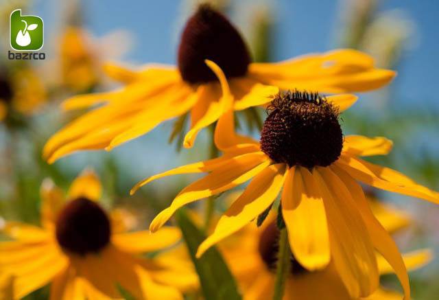 بذر کوکب كوهي رودبکیا یا سوسن چشم سیاه (RUDBECKIA FULGIDA)