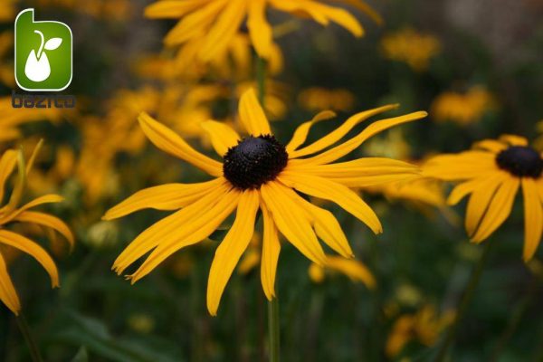 بذر کوکب كوهي رودبکیا یا سوسن چشم سیاه (RUDBECKIA FULGIDA)