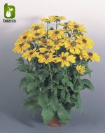 بذر کوکب كوهي رودبکیا یا سوسن چشم سیاه (RUDBECKIA FULGIDA)