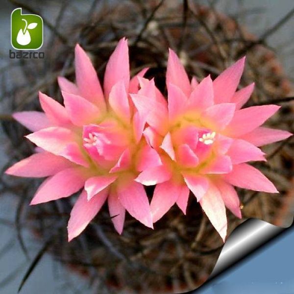 بذر کاکتوس نئوپورتریا کویماسنسیس (Eriosyce senilis subsp coimasensis )