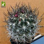 بذر کاکتوس نئوپورتریا کویماسنسیس (Eriosyce senilis subsp coimasensis )