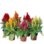 بذر وارداتی F2 گونه های مختلف گل تاج خروس (Celosia) یا (Cockscomb)