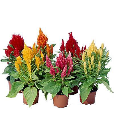 بذر وارداتی F2 گونه های مختلف گل تاج خروس (Celosia) یا (Cockscomb)