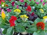 بذر وارداتی F2 گونه های مختلف گل تاج خروس (Celosia) یا (Cockscomb)