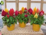 بذر وارداتی F2 گونه های مختلف گل تاج خروس (Celosia) یا (Cockscomb)
