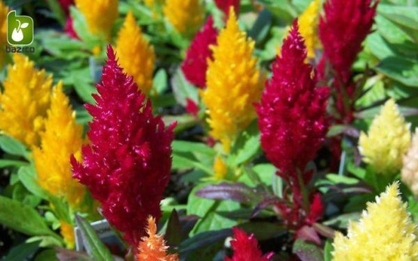 بذر وارداتی F2 گونه های مختلف گل تاج خروس (Celosia) یا (Cockscomb)