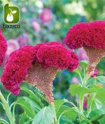 بذر وارداتی F2 گونه های مختلف گل تاج خروس (Celosia) یا (Cockscomb)