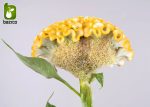بذر وارداتی F2 گونه های مختلف گل تاج خروس (Celosia) یا (Cockscomb)