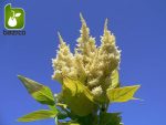 بذر وارداتی F2 گونه های مختلف گل تاج خروس (Celosia) یا (Cockscomb)