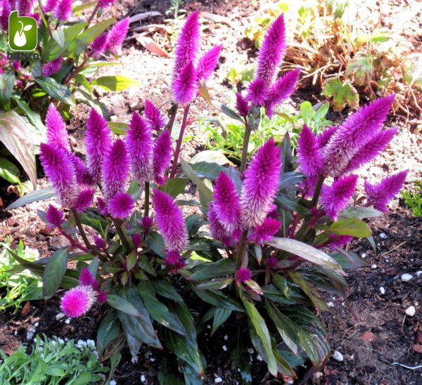 بذر وارداتی F2 گونه های مختلف گل تاج خروس (Celosia) یا (Cockscomb)