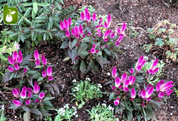 بذر وارداتی F2 گونه های مختلف گل تاج خروس (Celosia) یا (Cockscomb)