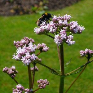 بذر گیاه سنبل طیب یا علف گربه (نام علمی: Valeriana officinalis)
