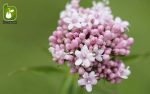 بذر گیاه سنبل طیب یا علف گربه (نام علمی: Valeriana officinalis)