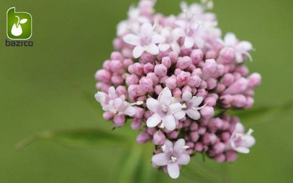 بذر گیاه سنبل طیب یا علف گربه (نام علمی: Valeriana officinalis)