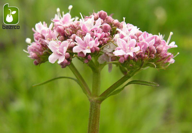 بذر گیاه سنبل طیب یا علف گربه (نام علمی: Valeriana officinalis)