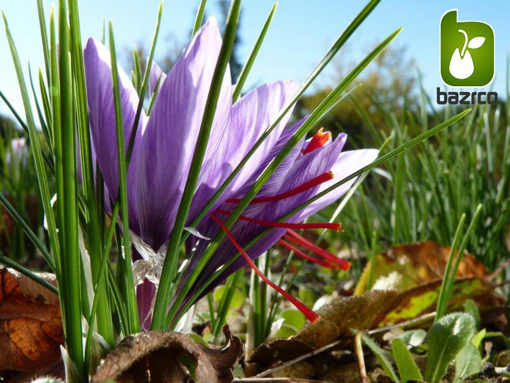 پیاز زعفران قائنات درجه یک 1 و اعلاء