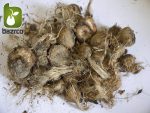 پیاز زعفران قائنات درجه یک 1 و اعلاء