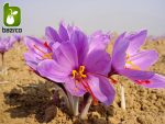 پیاز زعفران قائنات درجه یک 1 و اعلاء