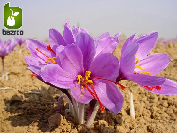 پیاز زعفران قائنات درجه یک 1 و اعلاء