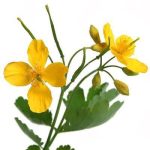 بذر گیاه دارویی مامیران یا گیاه پرستو (Chelidonium Majus)