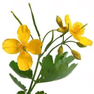 بذر گیاه دارویی مامیران یا گیاه پرستو (Chelidonium Majus)