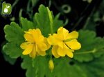 بذر گیاه دارویی مامیران یا گیاه پرستو (Chelidonium Majus)